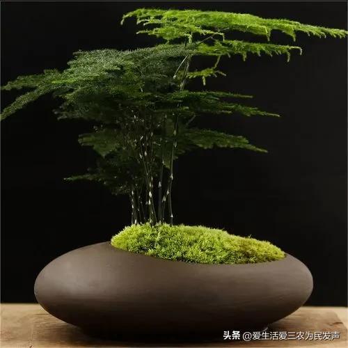 图片[3]-比打工强的小生意，农村小项目有哪些-千图副业网