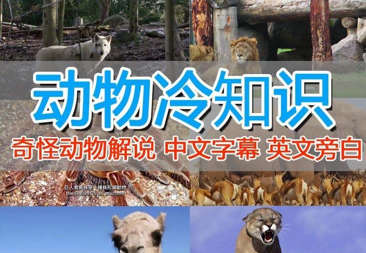 【副业项目6380期】外面卖1699的国外纪录片解说（动物解说、美食、动画片）稳过中视频-千图副业网